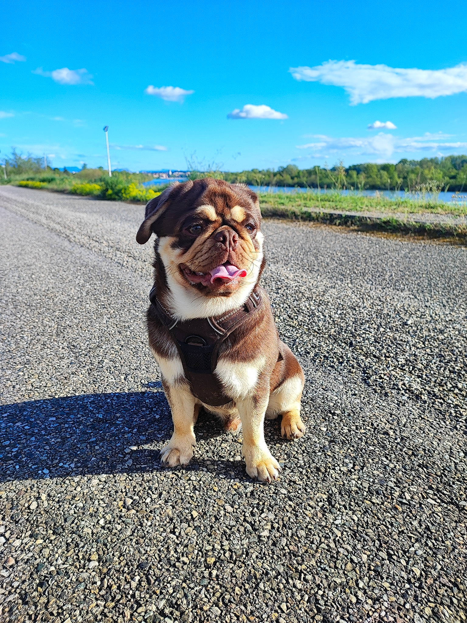 Ulk participe au concours pour gagner de l'argent avec cette photo : asphalt, bulldog, canidae, carnivore, cloud, companion_dog, dog, dog_breed, electric_blue, fawn, grass, landscape, plant, road, road_surface, sky, snout, sporting_group, tree, wrinkle