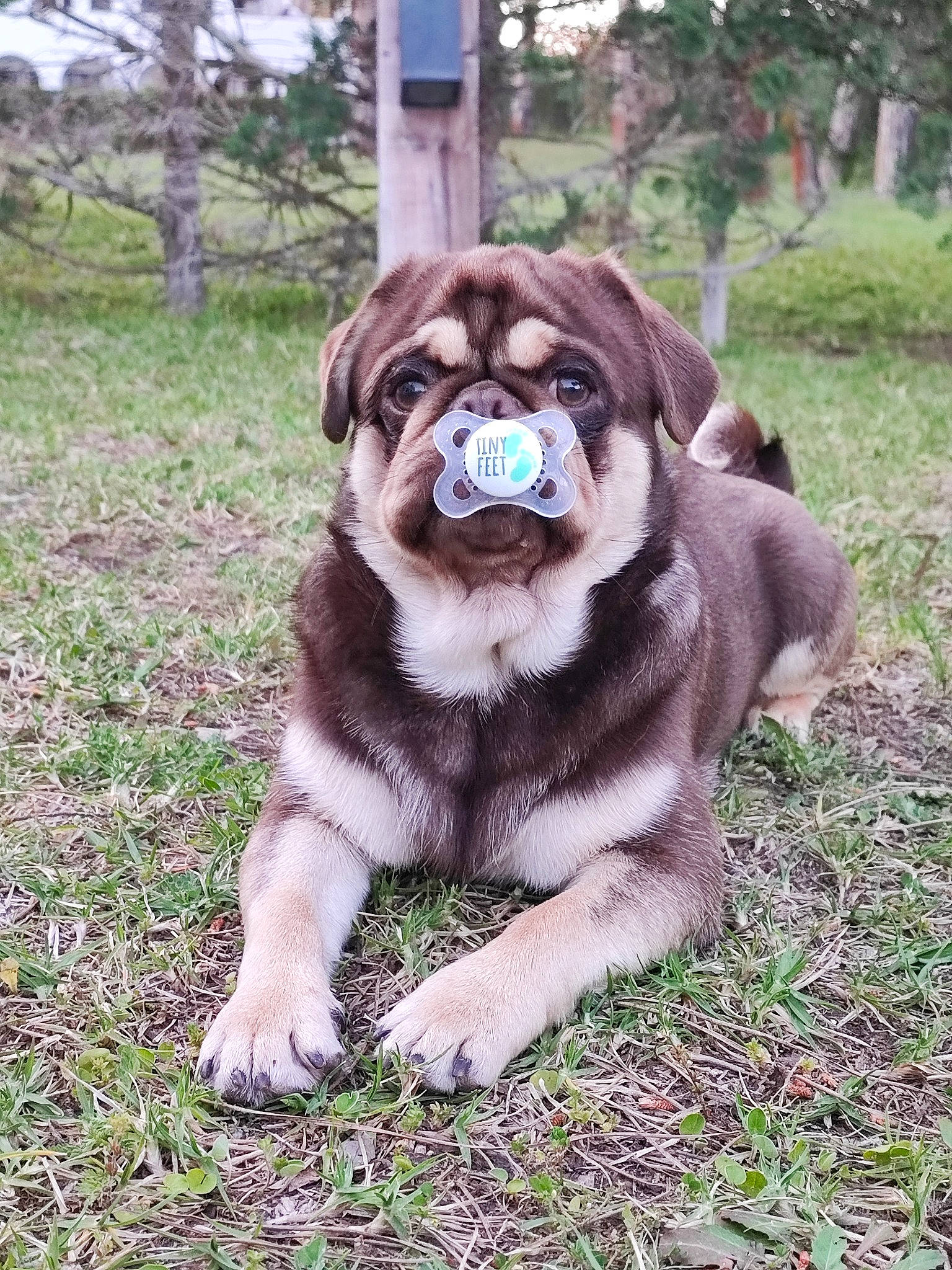 Ulk participe au concours pour gagner de l'argent avec cette photo : ancient_dog_breeds, canidae, carnivore, companion_dog, dog, dog_breed, fawn, fur, grass, liver, plant, snout, soil, sporting_group, terrestrial_animal, toy_dog, tree, working_animal, working_dog, wrinkle