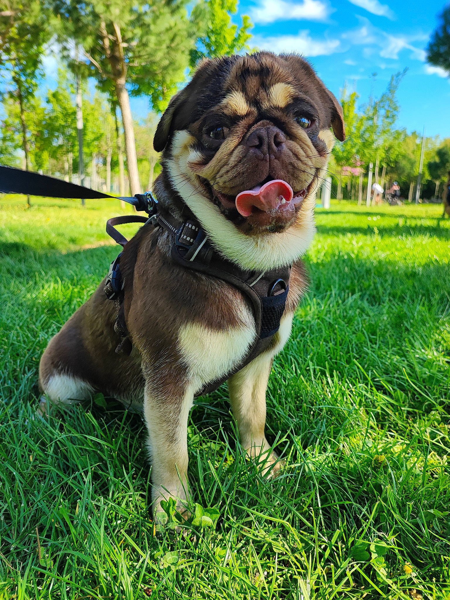 Ulk participe au concours pour gagner de l'argent avec cette photo : bulldog, canidae, carnivore, cloud, collar, companion_dog, dog, dog_breed, dog_collar, fawn, grass, lawn, leash, plant, sky, snout, sporting_group, tree, working_animal, wrinkle