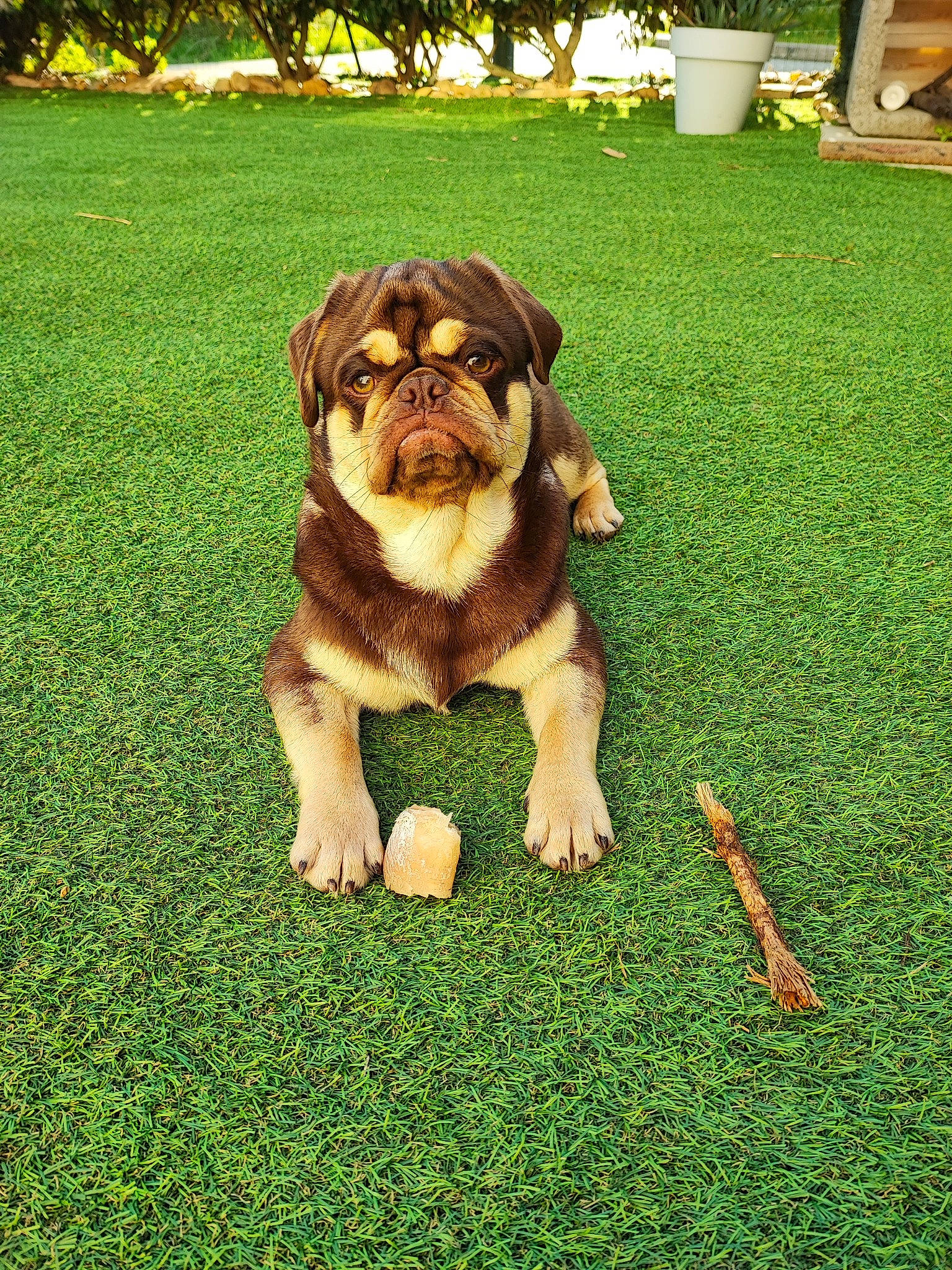 Ulk participe au concours pour gagner de l'argent avec cette photo : canidae, companion_dog, dog, dog_breed, fawn, flooring, garden, grass, green, groundcover, lawn, leisure, people_in_nature, plant, sculpture, snout, sporting_group, terrestrial_animal, toy_dog, working_animal