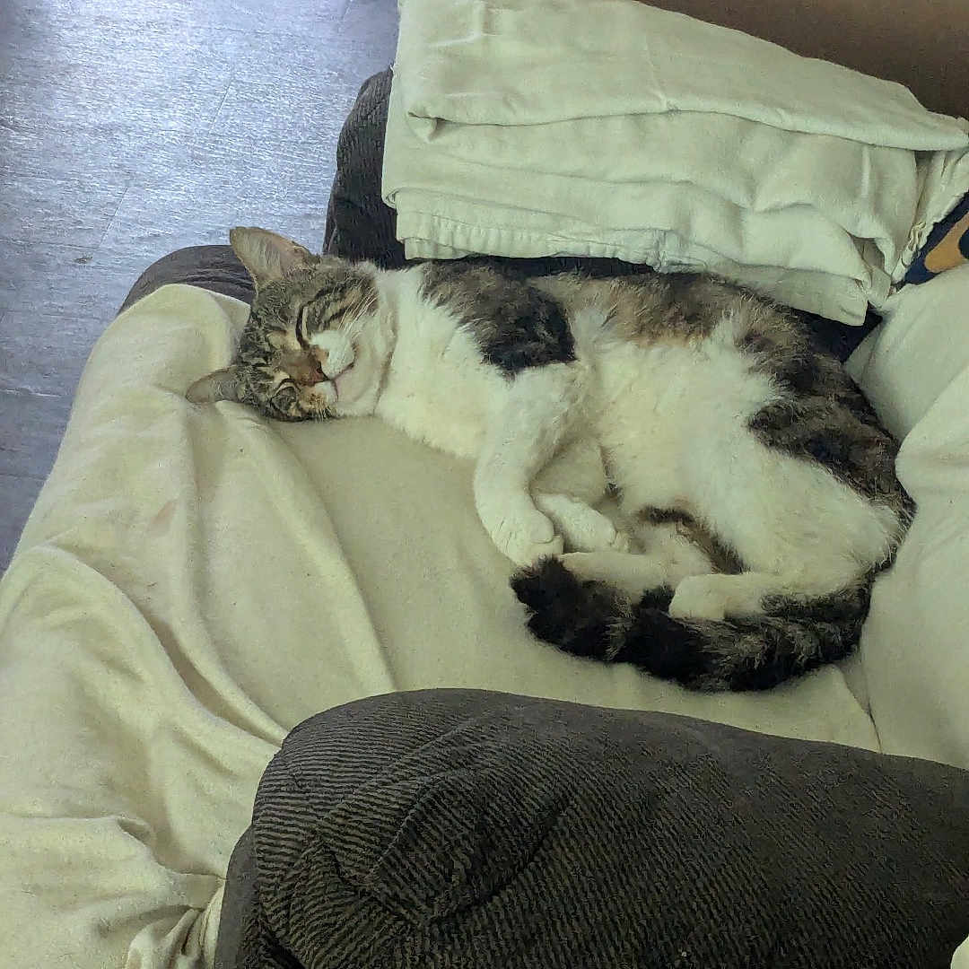 Mr. Mider joined the competition — help win amazing prizes! animal, blanket, cardboard_box, cat, comfortable, couch, cozy, domestic, folded_towels, fur, furniture, home, indoor, pet, quiet, relaxing, resting, sleeping, tabby, white