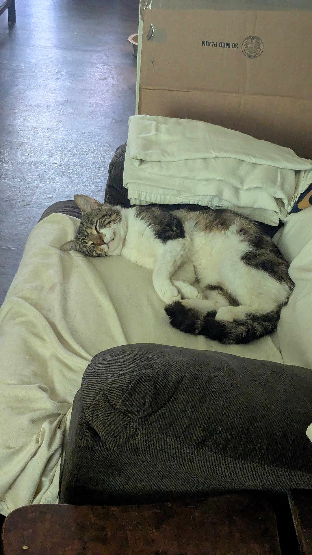 Mr. Mider joined the competition — help win amazing prizes! cat, sleeping, couch, blanket, indoor, tabby, white, folded_towels, cardboard_box, relaxing, pet, fur, animal, cozy, home, furniture, resting, domestic, comfortable, quiet