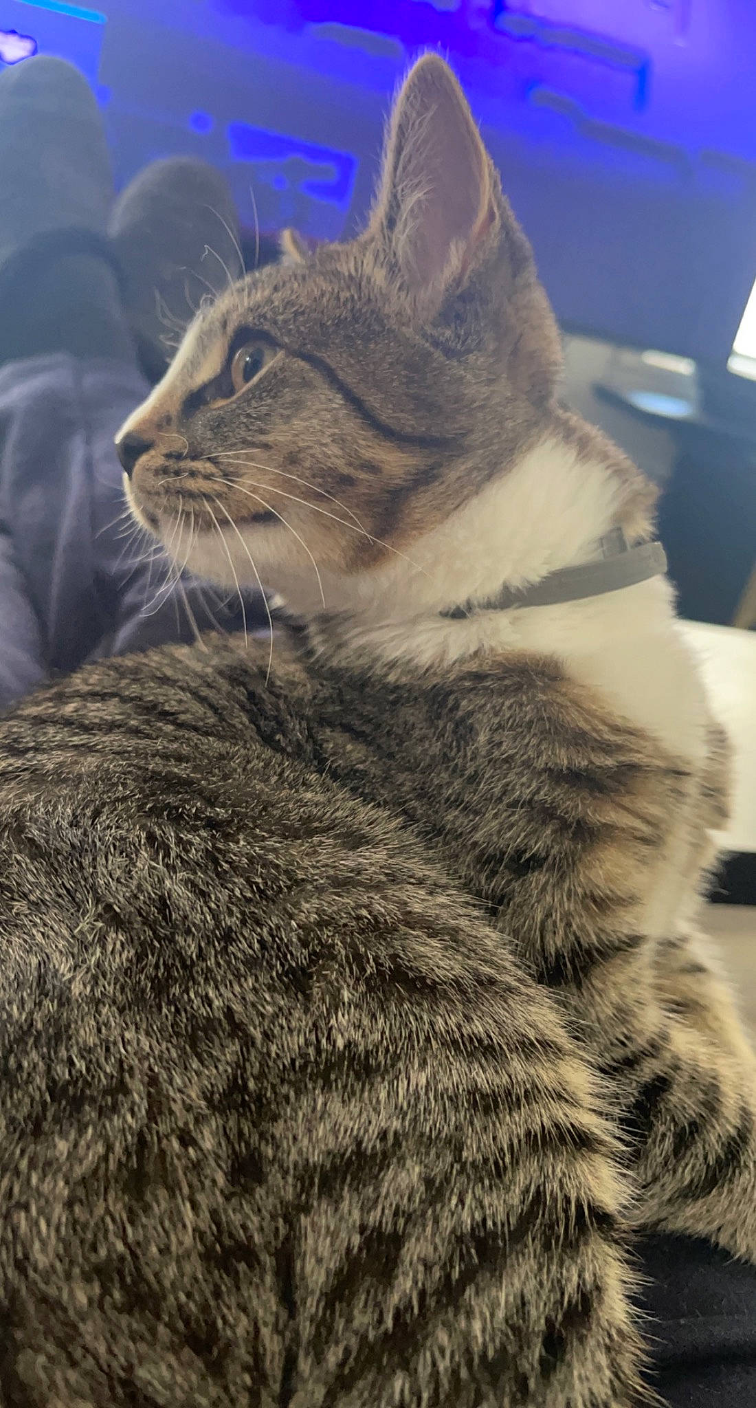 Tex joined the competition — help win amazing prizes! carnivore, cat, claw, comfort, domestic_short_haired_cat, eye, felidae, fur, grass, paw, sitting, small_to_medium_sized_cats, snout, tail, terrestrial_animal, whiskers