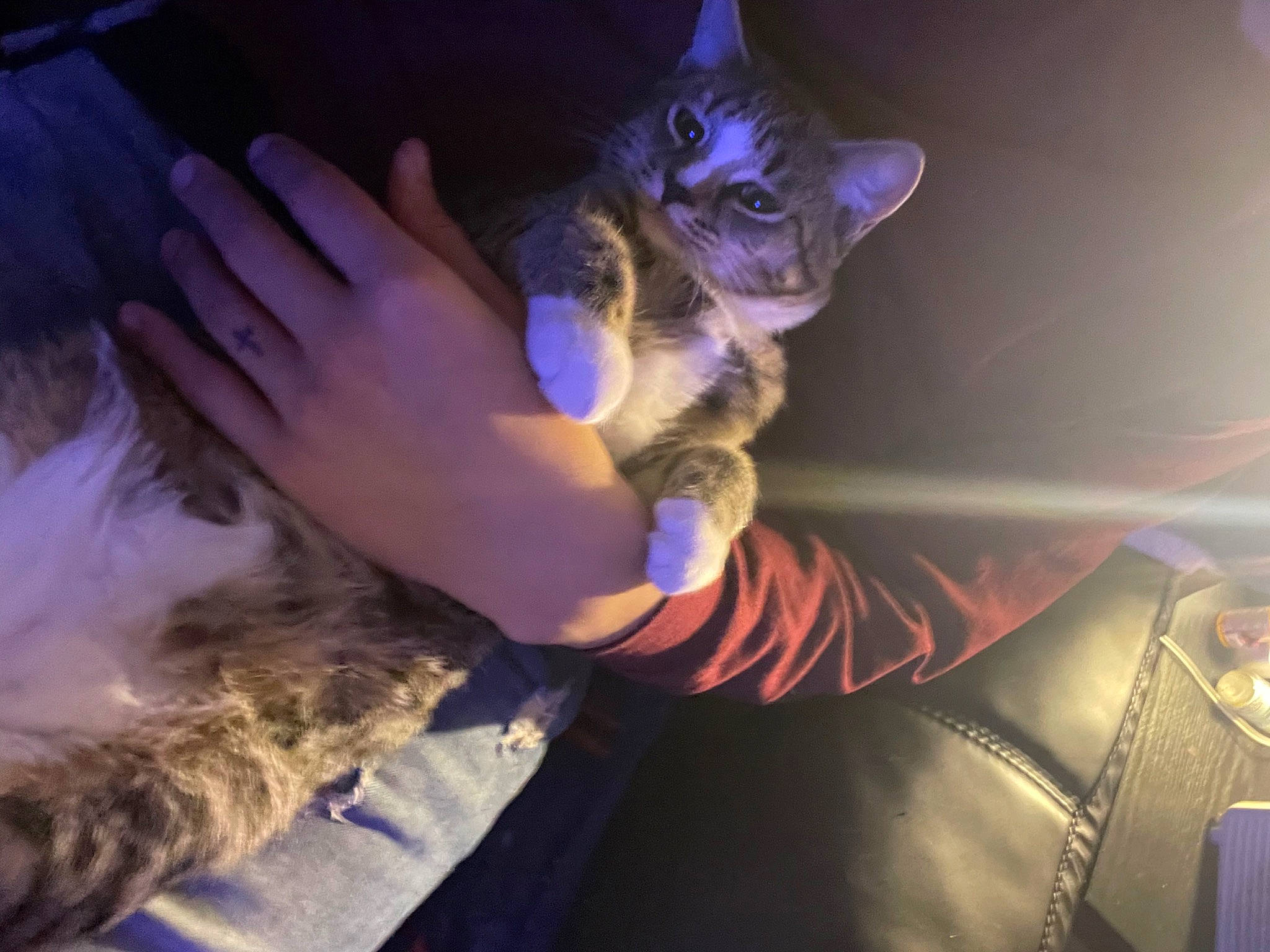 Tex joined the competition — help win amazing prizes! carnivore, cat, companion_dog, darkness, electric_blue, event, fawn, felidae, finger, fun, fur, gesture, human_leg, lap, light, plant, purple, small_to_medium_sized_cats, tail, whiskers