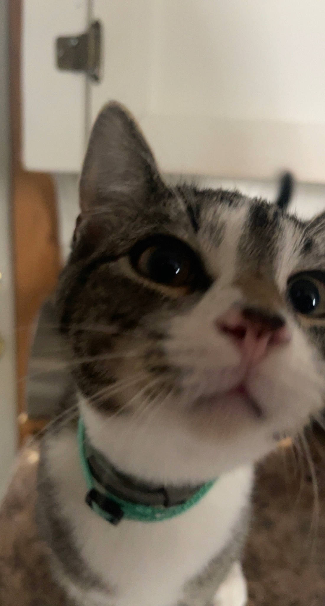 Dex joined the competition — help win amazing prizes! carnivore, cat, collar, domestic_short_haired_cat, ear, eye, eyebrow, felidae, fur, glasses, hair, head, iris, nose, small_to_medium_sized_cats, smile, snout, sunglasses, vision_care, whiskers