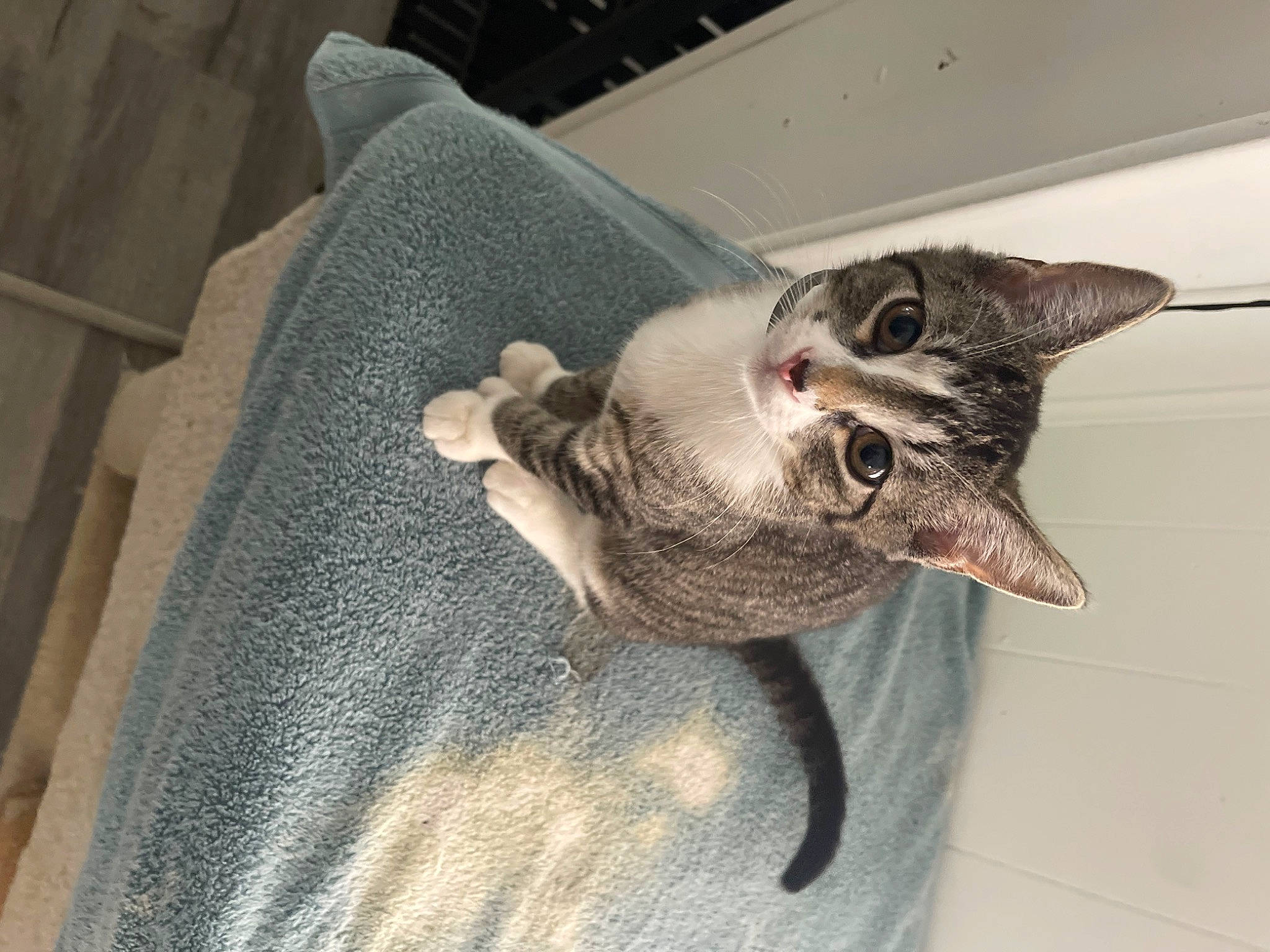 Dex is registered to the contest to win money with this photo: carnivore, cat, claw, comfort, domestic_short_haired_cat, ear, fawn, felidae, fur, grey, paw, small_to_medium_sized_cats, snout, tail, whiskers