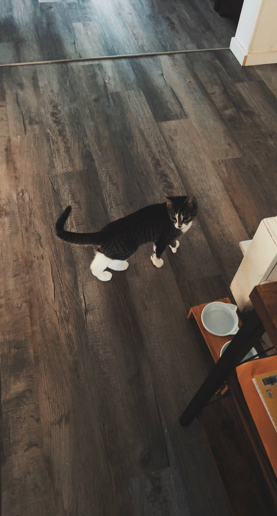 Dex is registered to the contest to win money with this photo: brown, carnivore, cat, design, felidae, floor, flooring, grey, hardwood, laminate_flooring, line, plywood, small_to_medium_sized_cats, tail, tints_and_shades, whiskers, window, wood, wood_flooring, wood_stain