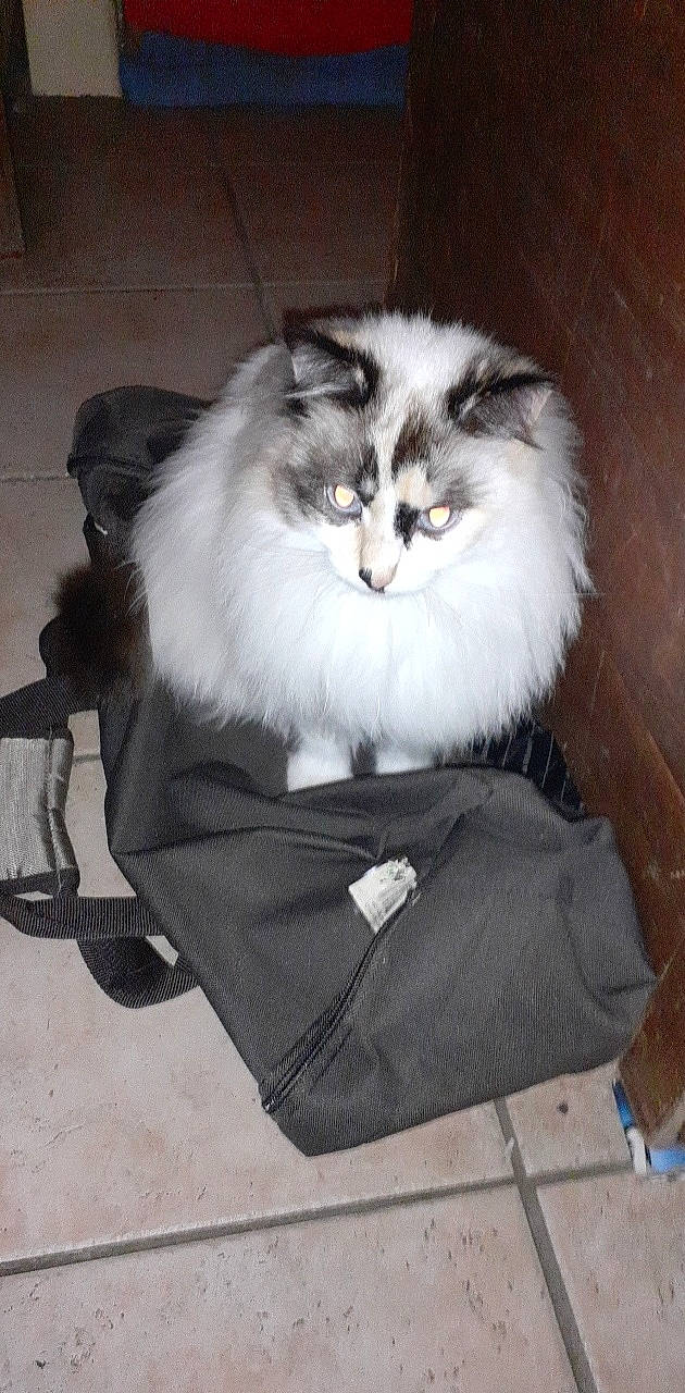 Pepette a rejoint le concours — aidez-le/la à gagner de superbes lots ! asian_semi_longhair, british_longhair, british_semi_longhair, carnivore, cat, domestic_long_haired_cat, felidae, fur, mammal, norwegian_forest_cat, persian, ragamuffin, siberian, small_to_medium_sized_cats, whiskers