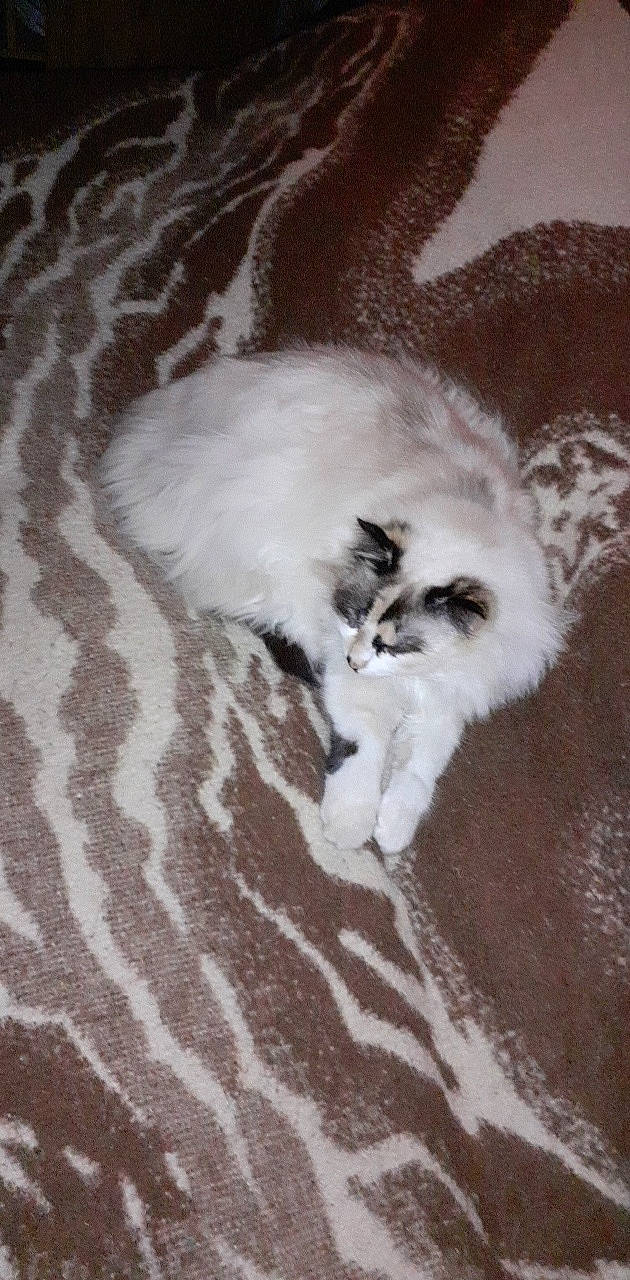 Pepette a rejoint le concours — aidez-le/la à gagner de superbes lots ! american_curl, birman, black_and_white, carnivore, cat, domestic_long_haired_cat, felidae, fur, kitten, mammal, norwegian_forest_cat, paw, polydactyl_cat, ragdoll, small_to_medium_sized_cats, tail, whiskers