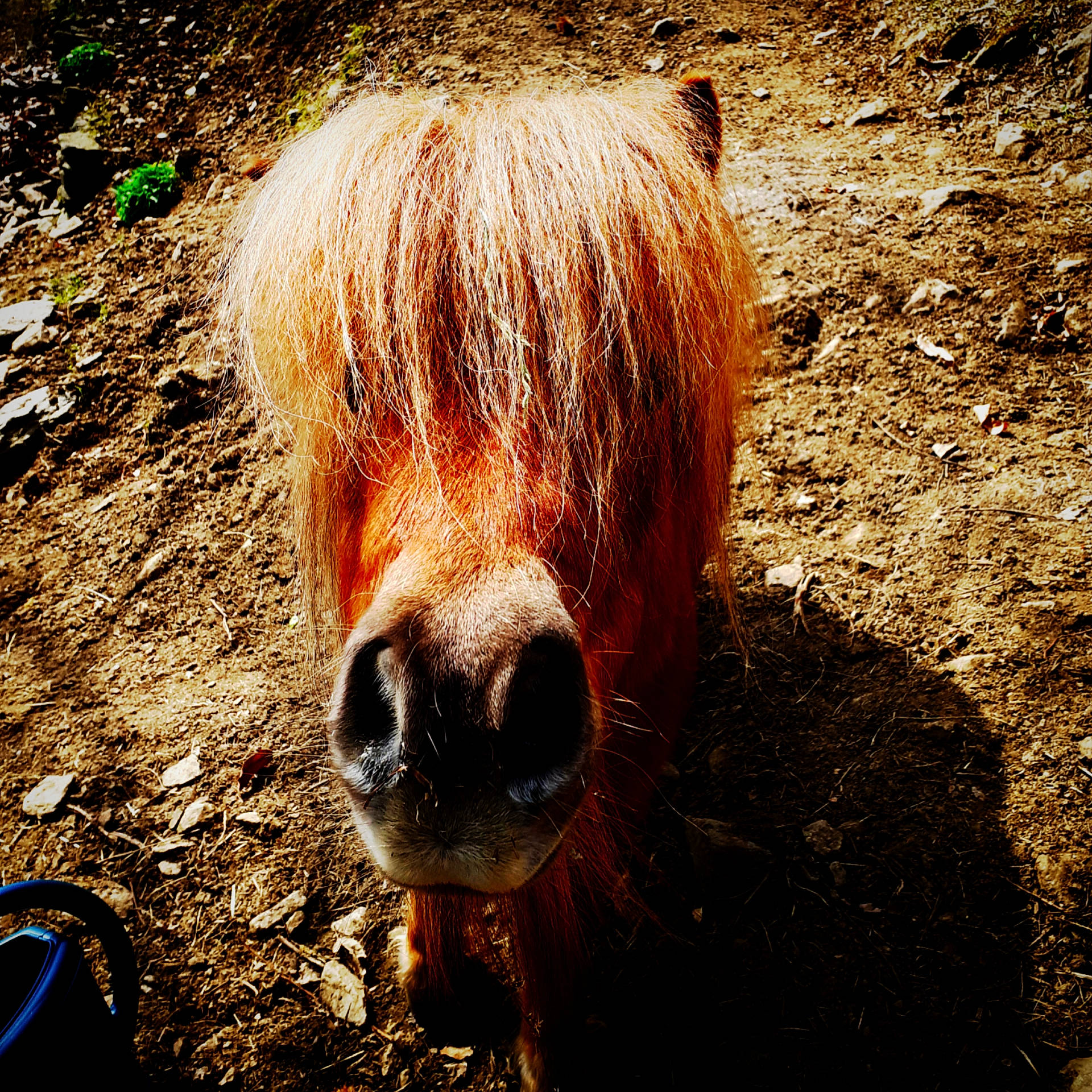 Abélard participe au concours pour gagner de l'argent avec cette photo : eye, fawn, hair, horse, liver, livestock, mammal, mane, mare, mustang_horse, nose, organism, pony, shetland_pony, snout, sorrel, terrestrial_animal, vertebrate, wildlife