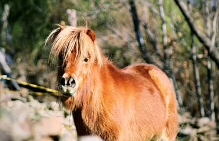 Abélard participe au concours pour gagner de l'argent avec cette photo : foal, hair, horse, livestock, mammal, mane, mare, mustang_horse, organism, plant, pony, shetland_pony, snout, sorrel, stallion, terrestrial_animal, vertebrate, wildlife
