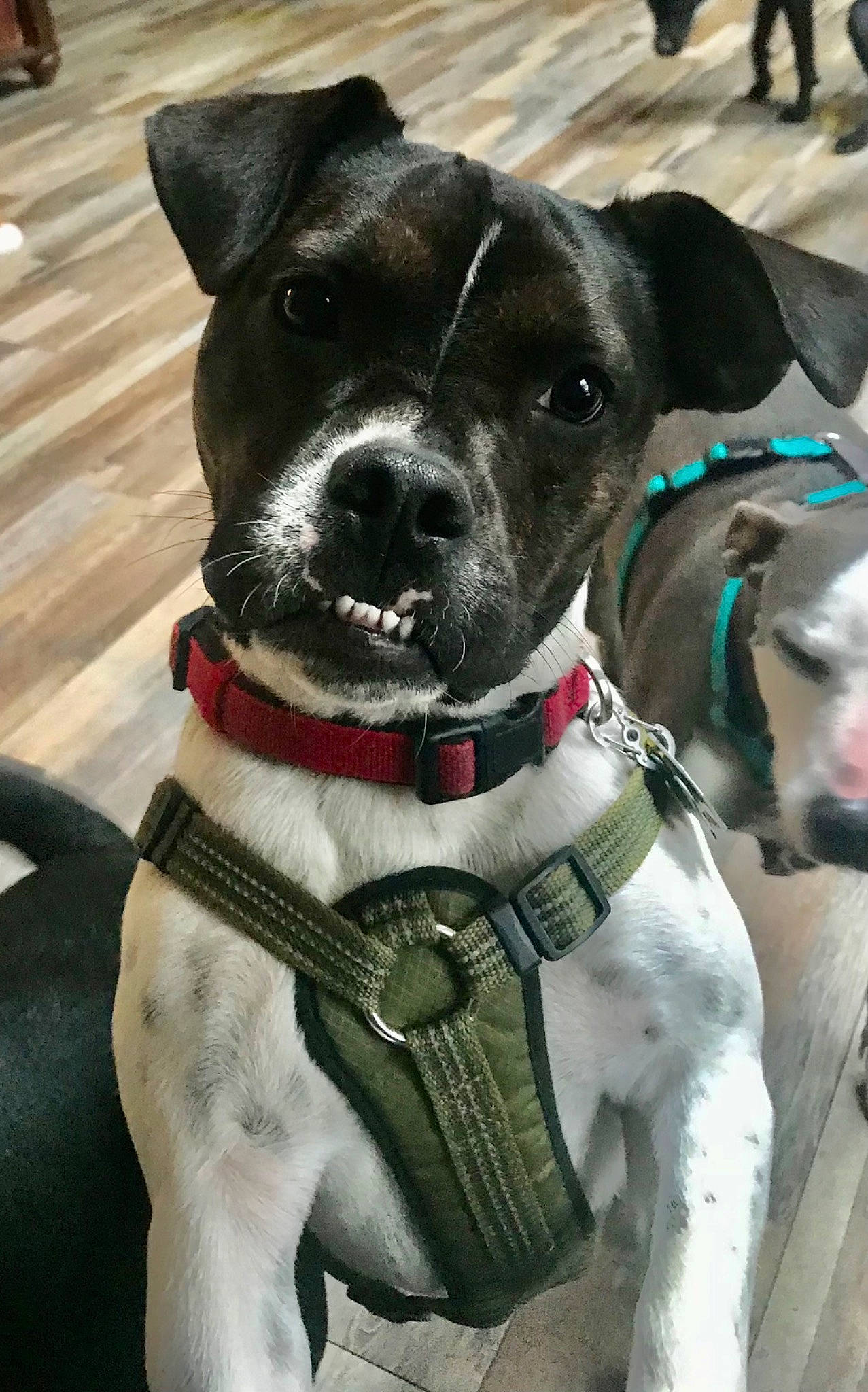 Watson joined the competition — help win amazing prizes! bow_tie, canidae, carnivore, collar, companion_dog, dog, dog_breed, dog_collar, dog_supply, fashion_accessory, fawn, leash, personal_protective_equipment, pet_supply, snout, sporting_group, tie, whiskers, working_animal