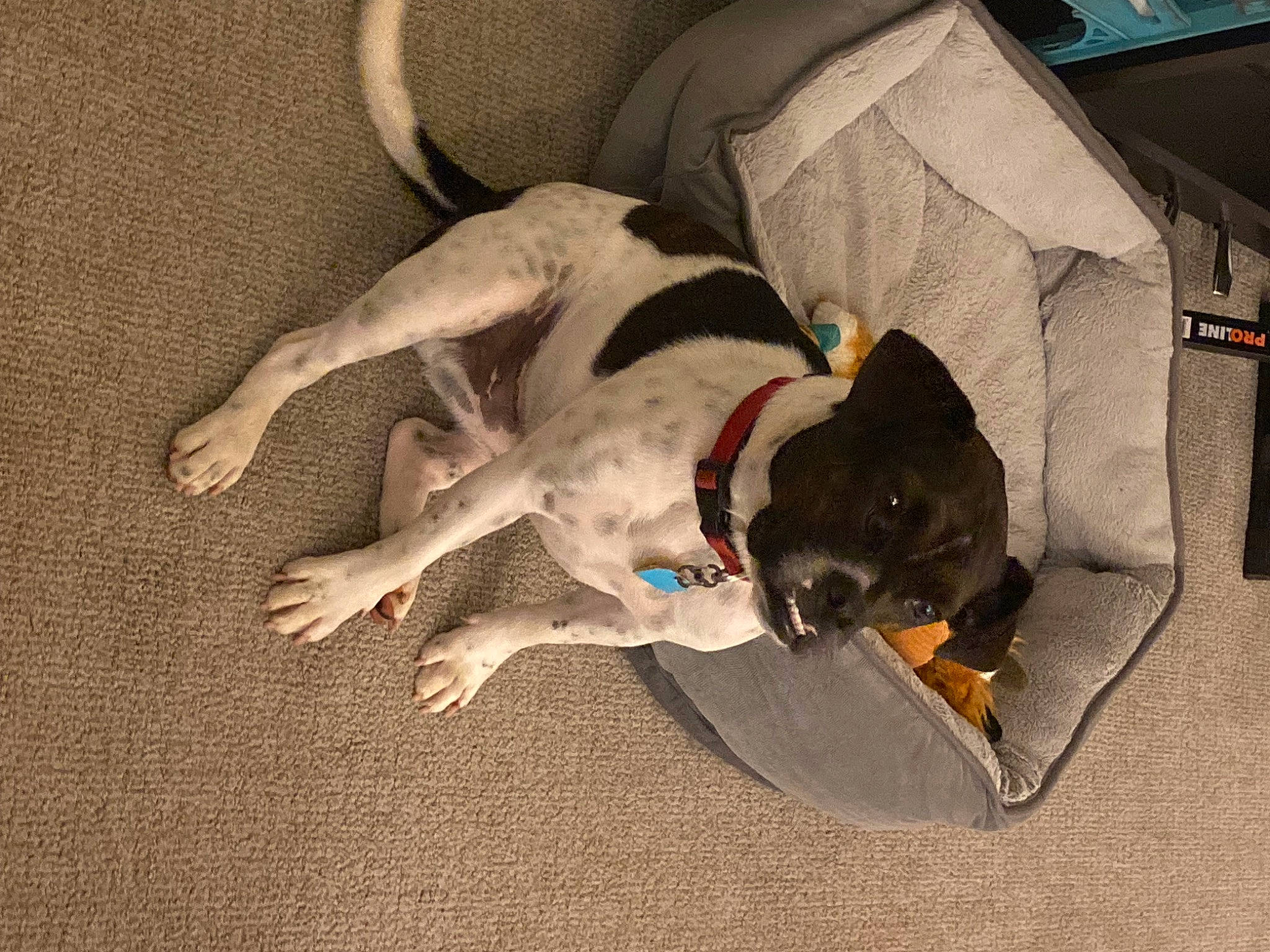 Watson is registered to the contest to win money with this photo: ball, box, canidae, carnivore, comfort, companion_dog, couch, dog, dog_breed, dog_supply, fawn, flooring, guard_dog, non_sporting_group, paw, pet_supply, sporting_group, tail, working_animal