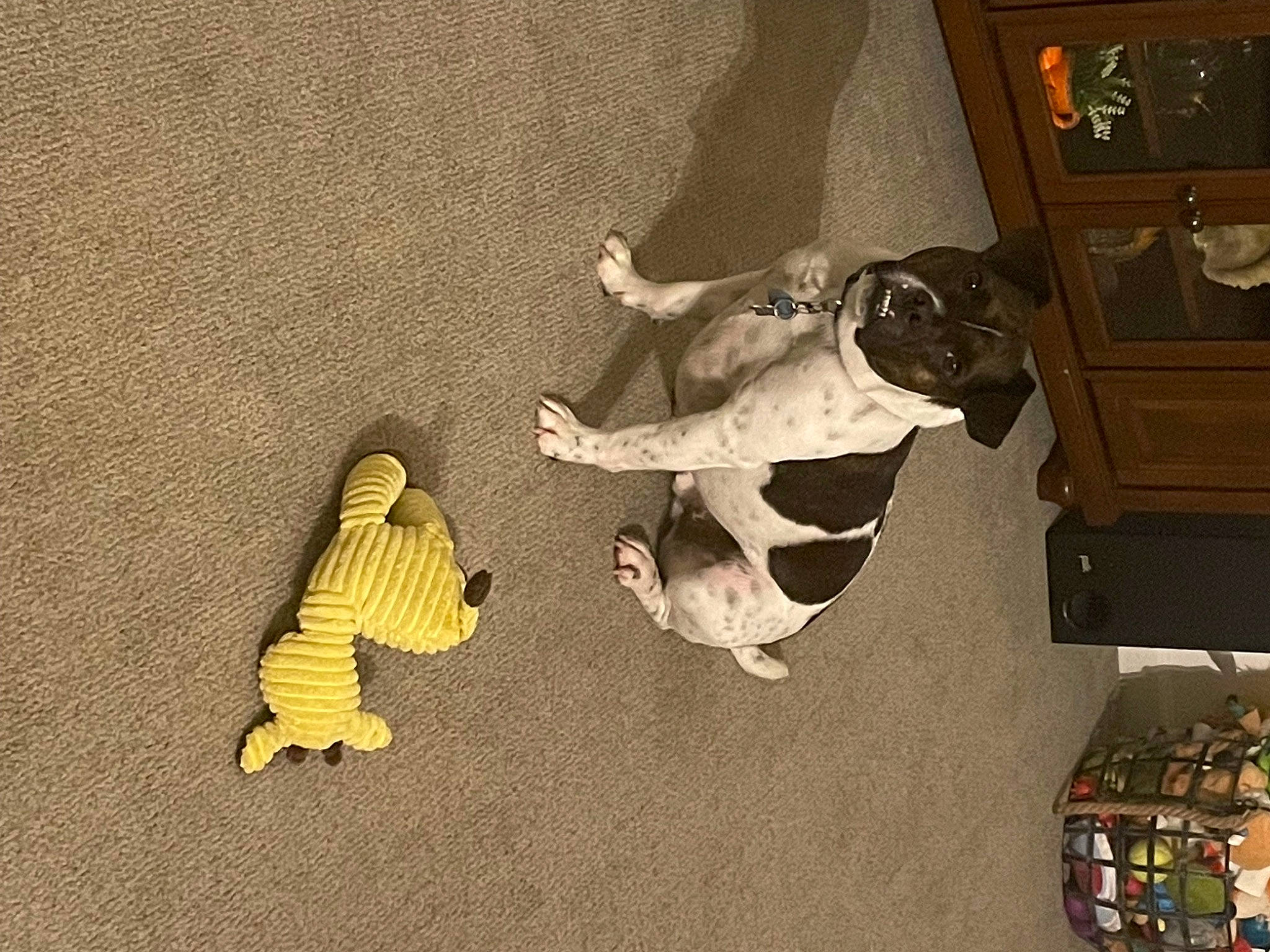 Watson is registered to the contest to win money with this photo: art, canidae, child, companion_dog, dog, dog_breed, fawn, floor, flooring, fun, fur, picture_frame, room, stuffed_toy, tail, toy, visual_arts, wood