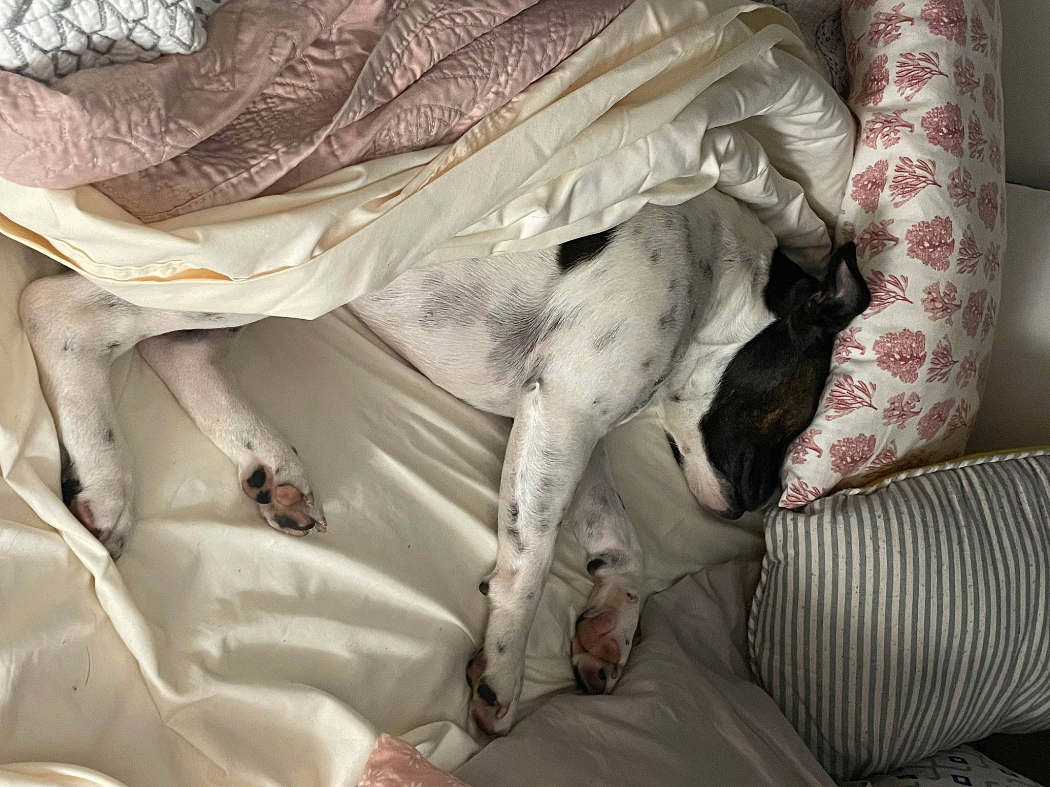 Watson joined the competition — help win amazing prizes! art, bed_sheet, bedding, carnivore, comfort, dress, felidae, flesh, fur, grey, human_leg, leg, linens, mammal, monument, room, sculpture, sleeve, statue, wood