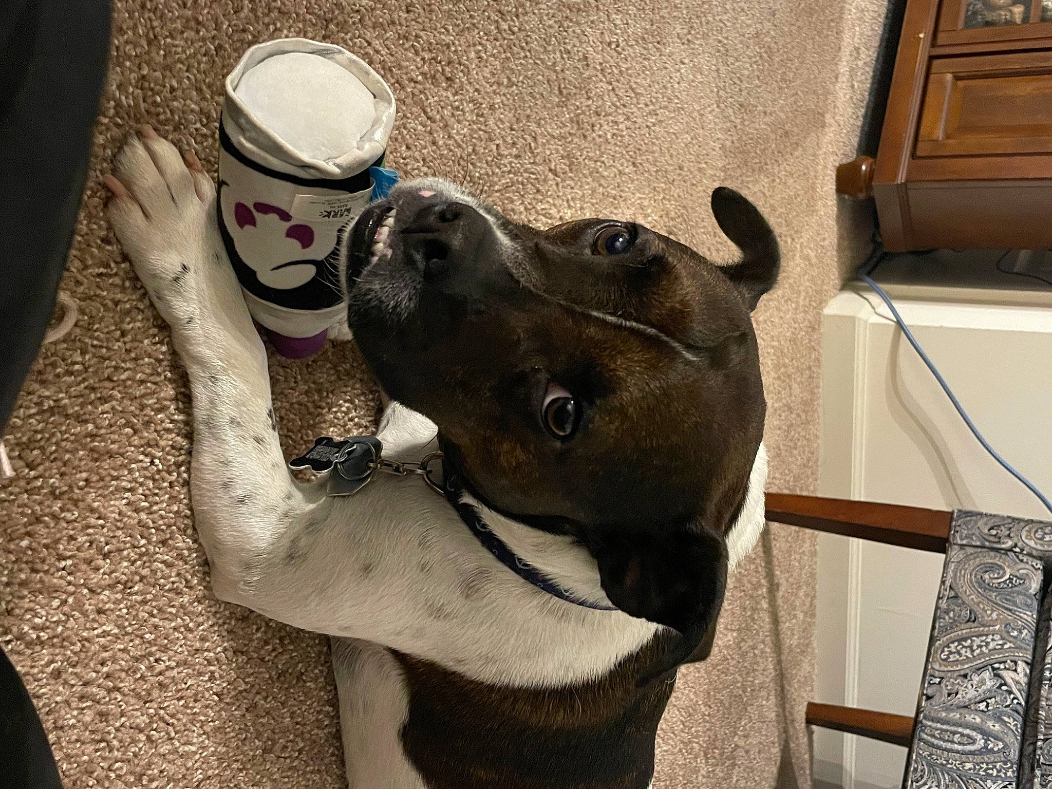 Watson is registered to the contest to win money with this photo: cabinetry, canidae, carnivore, collar, companion_dog, cup, dog, dog_breed, dog_collar, drinkware, fashion_accessory, fawn, fur, human_leg, personal_protective_equipment, snout, soft_drink, sporting_group, whiskers, working_animal
