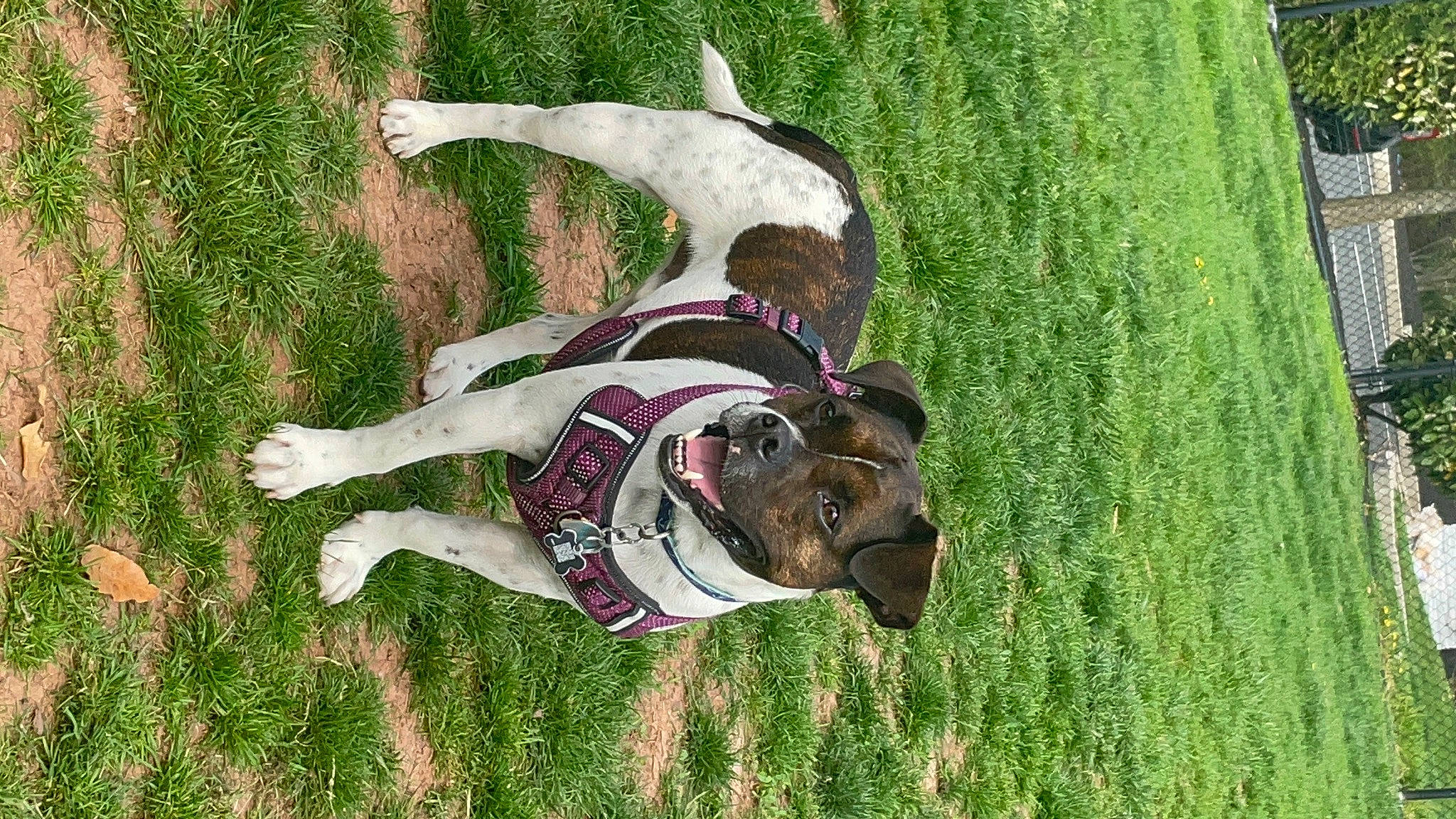 Watson is registered to the contest to win money with this photo: animal_sports, art, bridle, canidae, carnivore, companion_dog, dog, dog_breed, dog_supply, fawn, grass, grassland, personal_protective_equipment, pet_supply, plant, recreation, snout, sporting_group, sports, working_animal