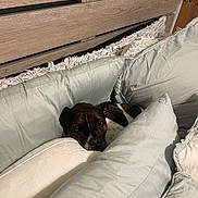 Watson joined the competition — help win amazing prizes! animal, bed, brown_dog, calm, comfort, cozy, dog, furniture, gray_pillow, home, indoor, interior, pet, pillow, quiet, relaxing, resting, sleepy, white_pillow, wooden_headboard