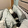 Watson joined the competition — help win amazing prizes! bed, bedroom, black_and_white, blanket, comfort, cozy, cushion, dog, fur, glass, home, indoor, lamp, pet, pillows, relaxation, resting, sleepy, water_bottle, wooden_furniture