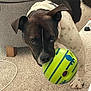 Watson is registered to the contest to win money with this photo: animal, ball, black_and_white, carpet, collar, companion, couch, curious, cute, dog, domestic, ears, floor, furniture, house, indoor, mouth, pet, playful, toy