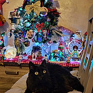 Ninine a rejoint le concours — aidez-le/la à gagner de superbes lots ! animal, architecture, ball, baseball, baseballball, building, cat, christmas, christmasdecorations, christmastree, festival, furniture, indoors, lighting, livingroom, person, pet, plant, pottedplant, sport