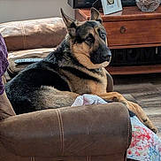 Max is registered to the contest to win money with this photo: dog, german_shepherd, armchair, brown_leather, living_room, couch, blanket, wooden_cabinet, pinecones, remote_control, flooring, pet, indoor, furniture, relaxed, seated, looking_back, cozy, decor, window
