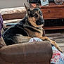 dog, german_shepherd, armchair, brown_leather, living_room, couch, blanket, wooden_cabinet, pinecones, remote_control, flooring, pet, indoor, furniture, relaxed, seated, looking_back, cozy, decor, window