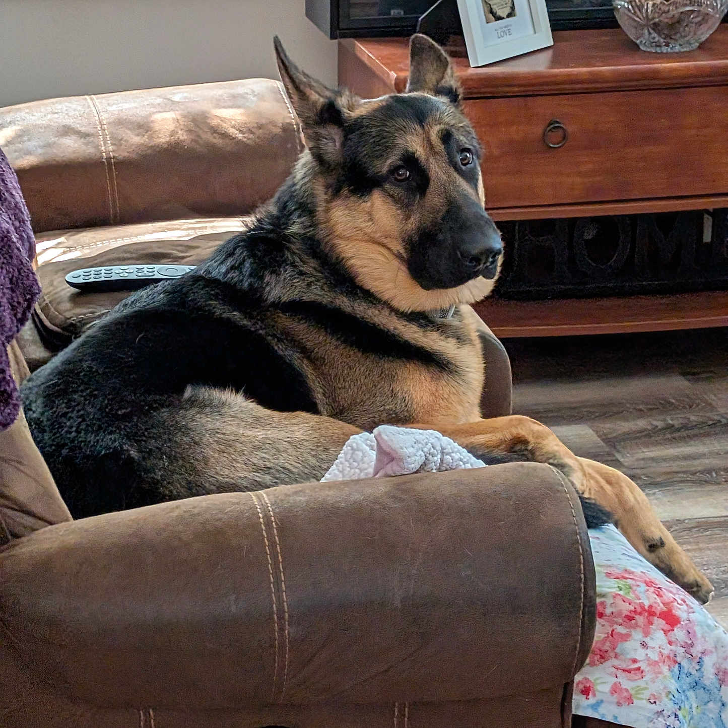 Max is registered to the contest to win money with this photo: armchair, blanket, brown_leather, couch, cozy, decor, dog, flooring, furniture, german_shepherd, indoor, living_room, looking_back, pet, pinecones, relaxed, remote_control, seated, window, wooden_cabinet