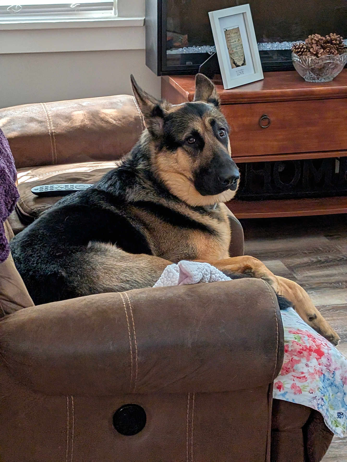 Max is registered to the contest to win money with this photo: dog, german_shepherd, armchair, brown_leather, living_room, couch, blanket, wooden_cabinet, pinecones, remote_control, flooring, pet, indoor, furniture, relaxed, seated, looking_back, cozy, decor, window