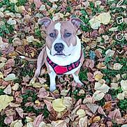 Kingston a rejoint le concours — aidez-le/la à gagner de superbes lots ! dog, autumn, leaves, outdoor, nature, grass, brown, white, pet, canine, fall, season, animal, sitting, harness, ears, eyes, snout, cute, portrait