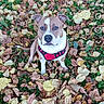 dog, autumn, leaves, outdoor, nature, grass, brown, white, pet, canine, fall, season, animal, sitting, harness, ears, eyes, snout, cute, portrait