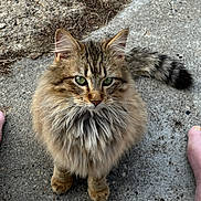 Whiskers is registered to the contest to win money with this photo: cat, tabby, long_hair, fluffy, green_eyes, whiskers, pet, feline, sitting, paws, tail, outdoor, concrete, sidewalk, portrait, close_up, curious, ears, fur_texture, ground