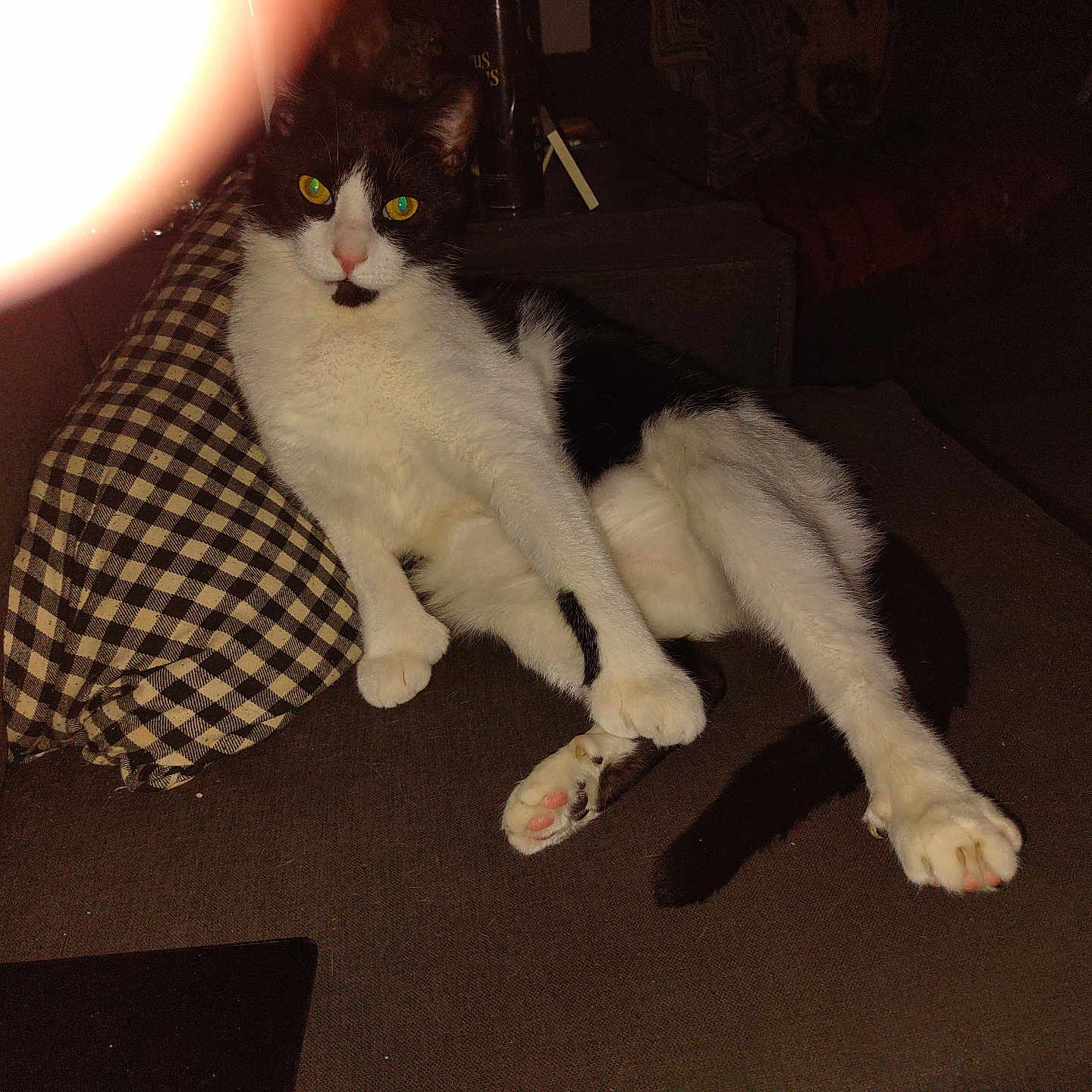 Winston is registered to the contest to win money with this photo: animal, black_and_white, cat, checkered_pattern, couch, cute, domestic_cat, flash, fluffy, fur, furniture, indoor, night, paw, pet, pillow, relaxed, stretching, whiskers, yellow_eyes