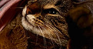Homie joined the competition — help win amazing prizes! animal, blanket, cat, closeup, comfort, cozy, cute, feline, fur, indoor, paw, pet, relaxed, resting, sleepy, snuggled, soft, tabby, warm, whiskers