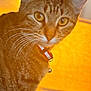 animal, cat, closeup, collar, cozy, curious, domestic_animal, ears, face, feline, fur, household, indoor, lamp, pet, portrait, tabby, warm_light, whiskers, yellow_light
