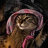Homie is registered to the contest to win money with this photo: animal, cat, close_up, cozy, cute, domestic_cat, feline, fur, indoor, lying_down, pet, pink_cloth, playful, portrait, relaxed, scrunchie, sleepy, soft_lighting, tabby, whiskers