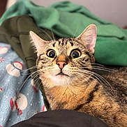 Homie joined the competition — help win amazing prizes! cat, tabby, whiskers, wide_eyes, surprised, pet, indoor, blanket, pattern, nose, ears, fur, portrait, closeup, bedding, snowman_pattern, cozy, domestic_animal, looking_up, shallow_depth_of_field