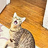 bright_eyes, cat, curious, domestic_animal, ears, feline, hardwood_floor, indoor, looking_up, meowing, open_mouth, paws, pet, playful, portrait, rug, sitting, stripes, tabby_cat, whiskers