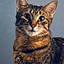 animal, background, cat, close_up, curious, domestic_cat, ears, expression, eyes, face, feline, fur, gray, indoor, looking, mammal, pet, portrait, tabby, whiskers