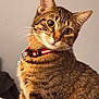 animal, cat, close_up, collar, curious, cute, domestic_cat, ears, feline, fur, head_tilt, indoor, looking, mammal, pet, portrait, striped, tabby_cat, whiskers, young_cat