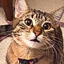 alert, animal, bell, cat, closeup, collar, curious, cute, domestic, eyes, face, feline, fur, household, indoor, mammal, pet, softlight, tabby, whiskers