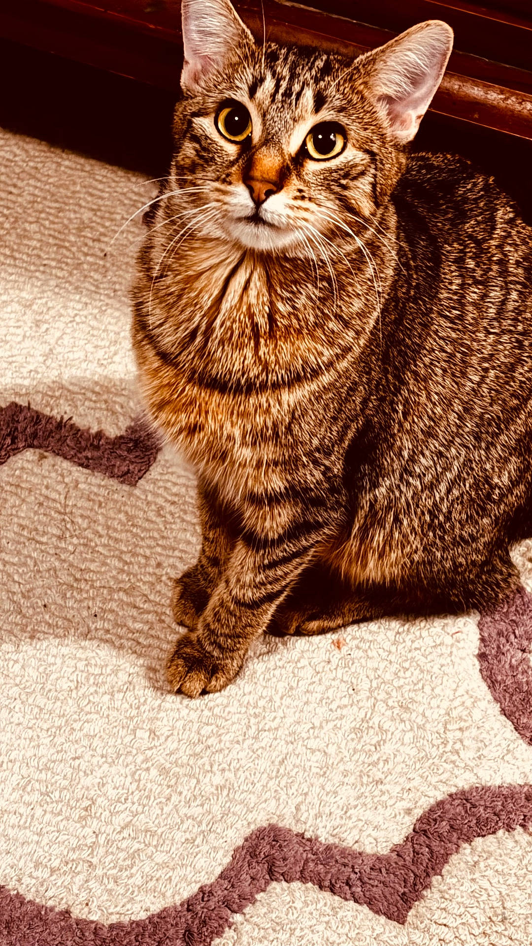 animal, brown, carpet, cat, closeup, cute, domestic_animal, ears, feline, floor, fur, indoor, looking_up, patterned_rug, pet, portrait, sitting, striped, tabby_cat, whiskers