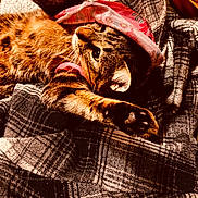 Homie is registered to the contest to win money with this photo: animal, bandana, brown, cat, cozy, cute, fabric, fur, indoor, orange, paw, pet, plaid_blanket, relaxed, resting, sleepy, soft_texture, stretching, striped, tabby_cat