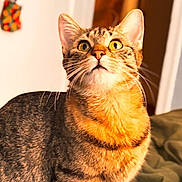 Homie is registered to the contest to win money with this photo: cat, tabby_cat, pet, animal, indoor, curious, yellow_eyes, fur, whiskers, ears, face, looking_up, bed, blanket, soft_light, home, cozy, domestic, mammal, feline