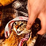 cat, animal, pet, feline, fur, clothing, human_hand, plaid, blanket, closeup, indoor, playful, snarling, paw, cozy, textile, orange, brown, pattern, interaction