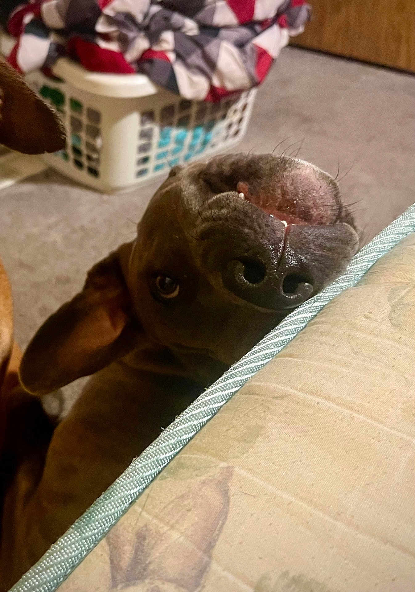Puppy Or Pepsi is registered to the contest to win money with this photo: dog, pet, upside_down, nose, eye, ear, couch, laundry_basket, clothes, indoor, carpet, playful, curious, brown_dog, snout, furniture, animal, home, relaxing, closeup