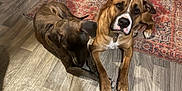 Puppy Or Pepsi is registered to the contest to win money with this photo: dog, floor, rug, indoor, pet, brown_dog, wooden_floor, collar, animal, domestic_animal, two_dogs, resting, looking, curious, ears, paws, patterned_rug, home, companions, relaxed