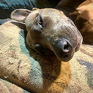 Puppy Or Pepsi is registered to the contest to win money with this photo: animal, brown, close_up, cozy, cushion, dog, ears, expression, fur, home, indoor, lying_down, nose, pet, portrait, relaxed, resting, snout, soft_light, texture