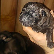 Spaz is registered to the contest to win money with this photo: puppy, newborn, dog, hand, closeup, sleeping, black_fur, animal, pet, indoor, blurred_background, cute, small, canine, young_animal, fingernails, mammal, domestic_animal, companion, resting