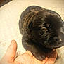 Spaz is registered to the contest to win money with this photo: puppy, newborn, sleeping, hand, animal, pet, fur, black, carpet, indoor, cozy, cute, small, young, resting, closeup, mammal, domestic, baby, soft